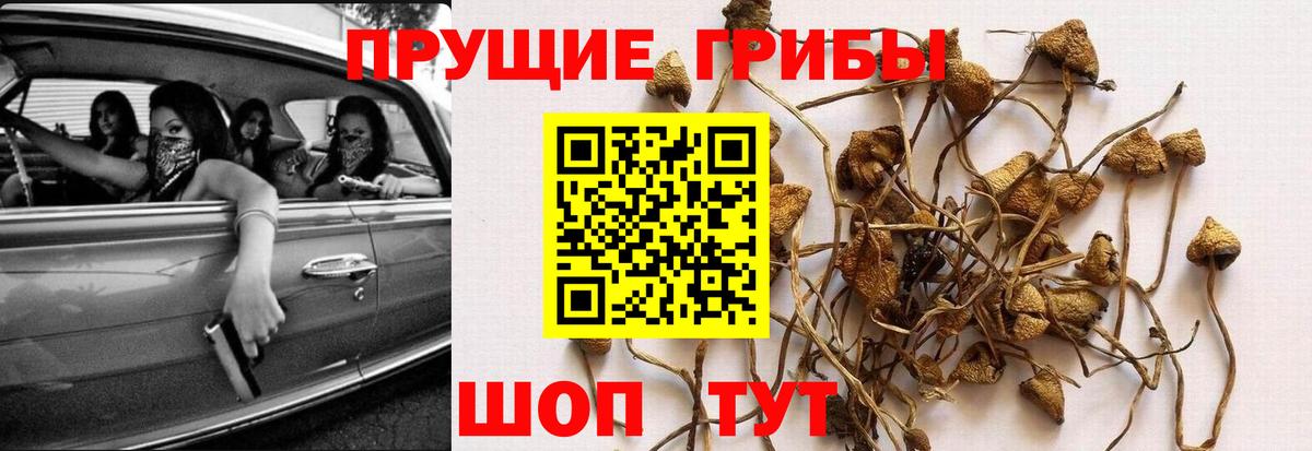 Псилоцибиновые грибы Magic Shrooms  продажа наркотиков  Астрахань  Вход с VPN 